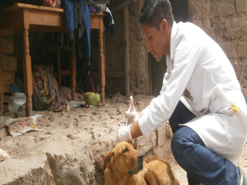 Un veterinario vacuna a un perro callejero. Foto: OPS/OMS