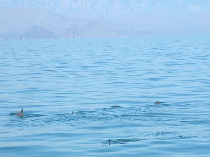 Secretaría de Medio Ambiente y Recursos Naturales/Gobierno de México Varios especímenes de la vaquita marina en el Alto Golfo de California