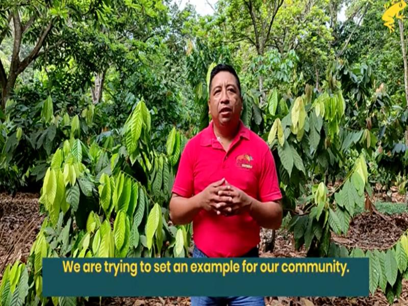Invitan a sumarse al rescate de la producción de cacao mexicano