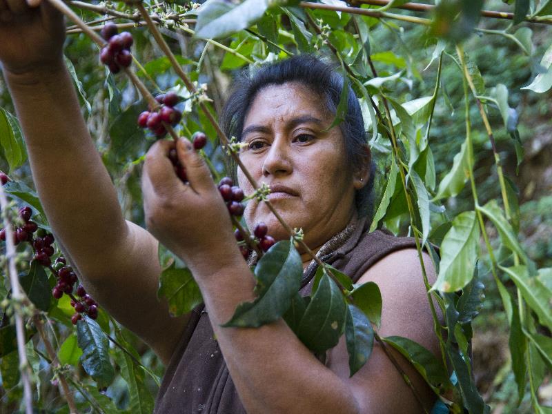 La cafeticultura es una actividad esencial y tradicional en México