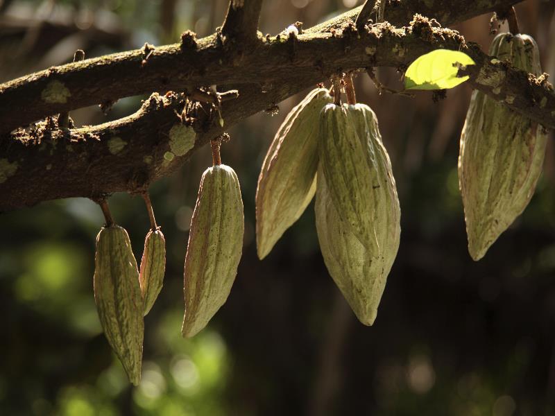 Más de 1,600 agricultores de cacao han sido capacitados en prácticas sustentables