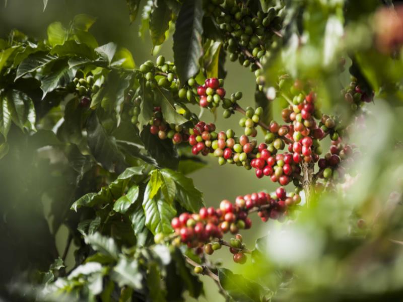 Los granos de NESCAFÉ Reserva Verarica son cosechados por artesanos del café 