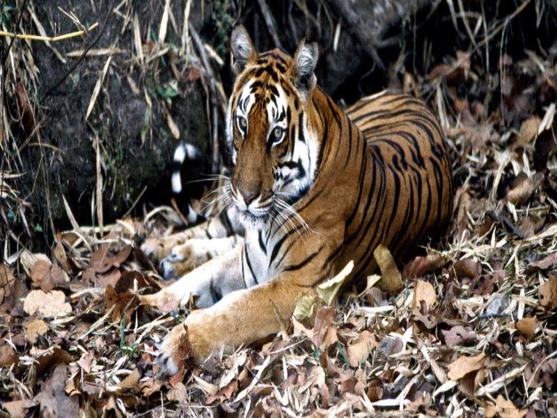 ONU/John Isaac. La explotación de la vida silvestre ha provocado la desaparición de muchas especiels animales a un ritmo alarmante, destruyendo la biodiversidad y desequilibrando los ecosistemas ONU/John Isaac. La explotación de la vida silvestre ha provocado la desaparición de muchas especiels animales a un ritmo alarmante, destruyendo la biodiversidad y desequilibrando los ecosistemas
