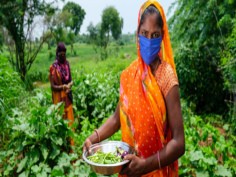 UNICEF/Vinay Panjwani. Mujeres cultivando hortalizas en una granja de la India como parte de un programa de desarrollo rural apoyado por UNICE UNICEF/Vinay Panjwani. Mujeres cultivando hortalizas en una granja de la India como parte de un programa de desarrollo rural apoyado por UNICE