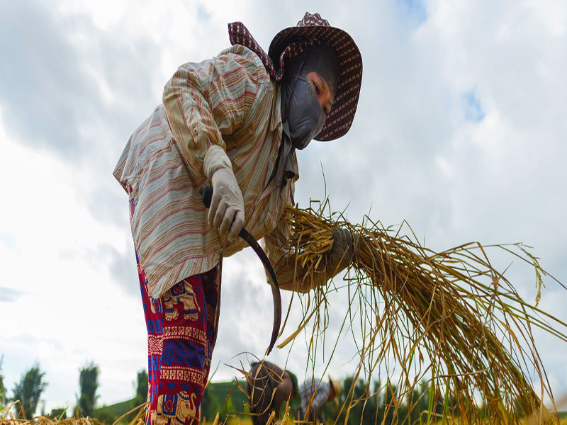 ONU Mujeres/Pornvit Visitoran. Una trabajadora migrante de Vietnamo cultiva durante la cosecha de arroz en Chiang Rai, al norte de Tailandia