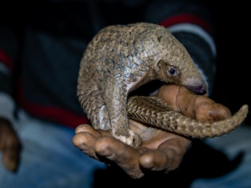 Un sufrimiento a gran escala, la caza furtiva del pangolín para el negocio de la medicina tradicional